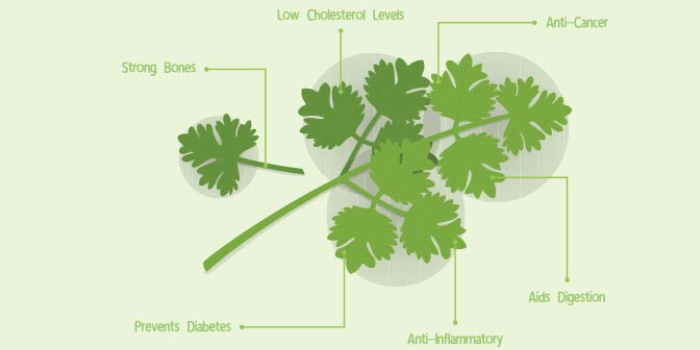 Coriander health benefits